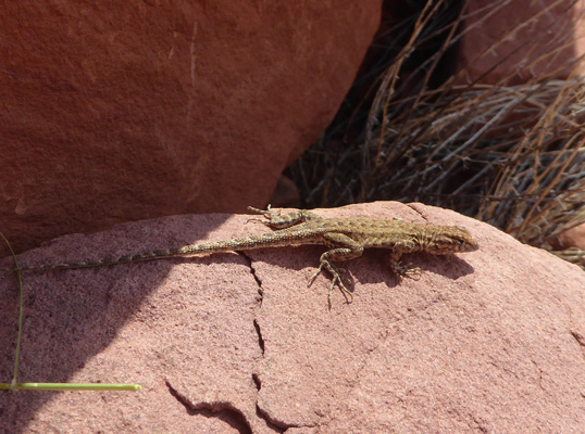 Lizard on a rock