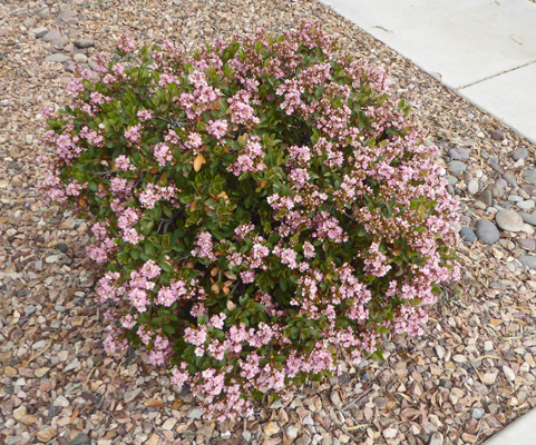 Indian Hawthorne