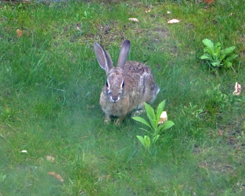 Rabbit Poway, CA