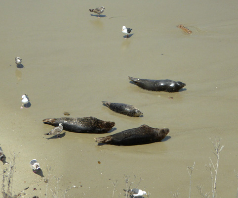 Harbor Seals