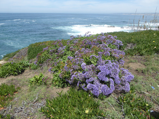 Sea Statice and surf