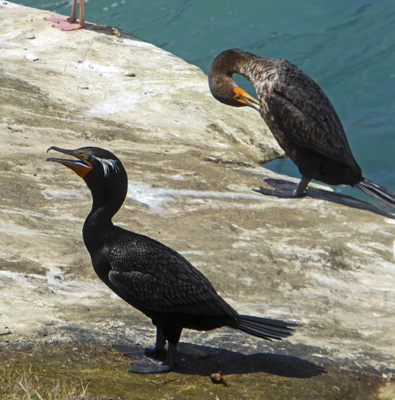 Double-crested Cormorants