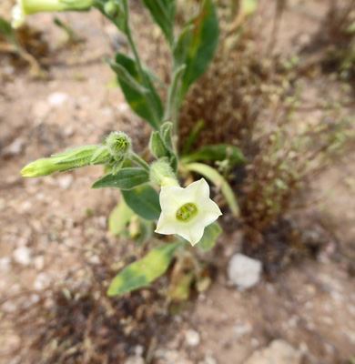 Desert Tobacco (Nicotiana obtusifolia)