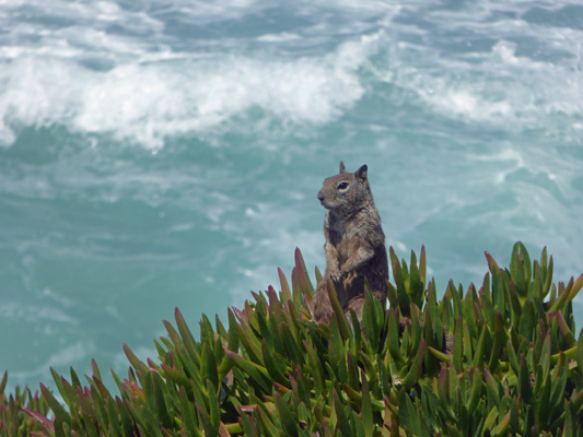 Ground squirrel