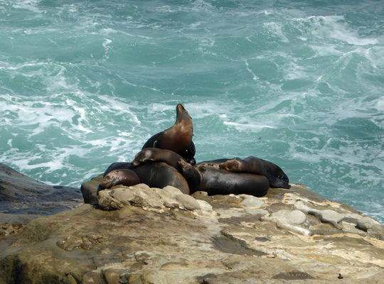 California Sea Lions