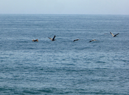 Pelicans in flight