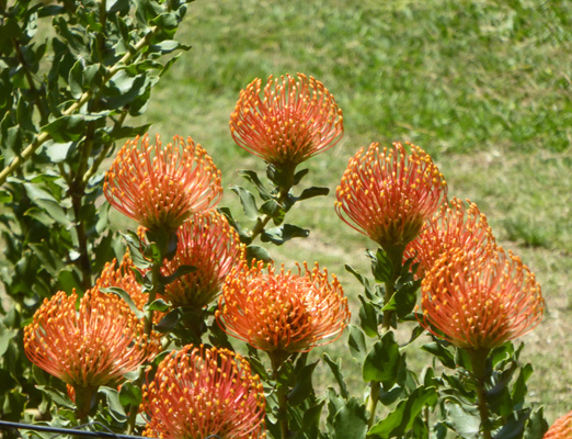 Orange Pin-cushion Proteas