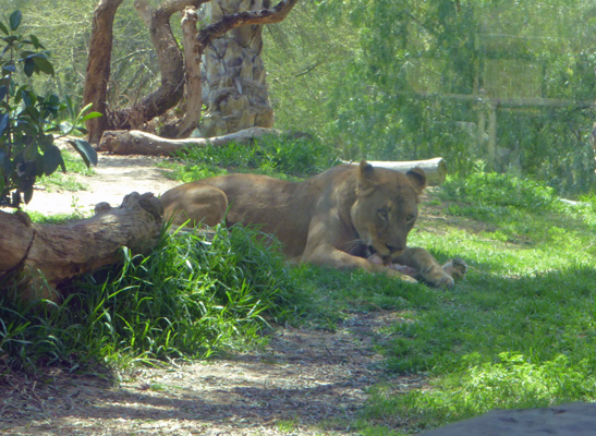 Lioness with bone