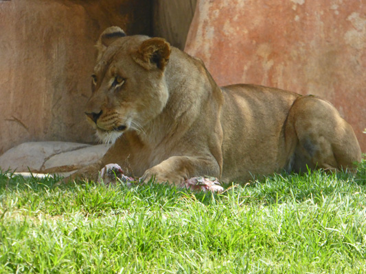 Lioness