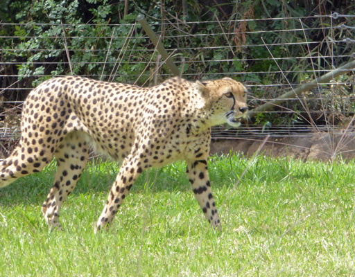 Cheetah