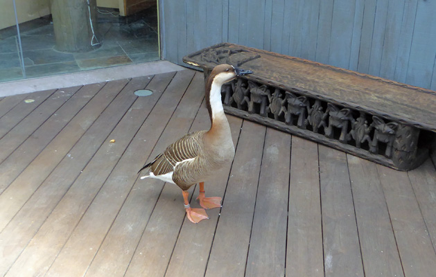 Goose at Mombasa Cooker