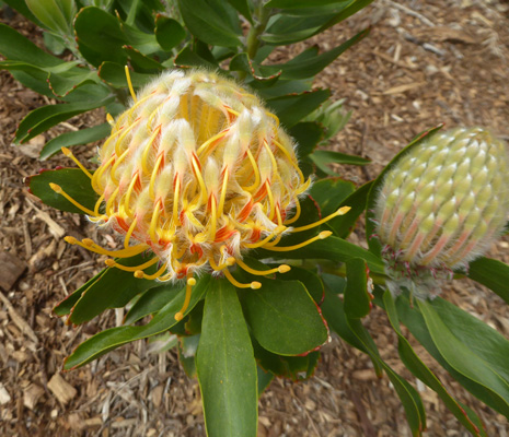 Australian Proteas 