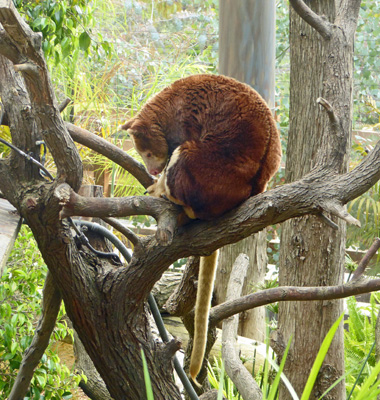 Matschie's Tree Kangaroo