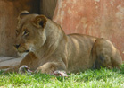 Lioness