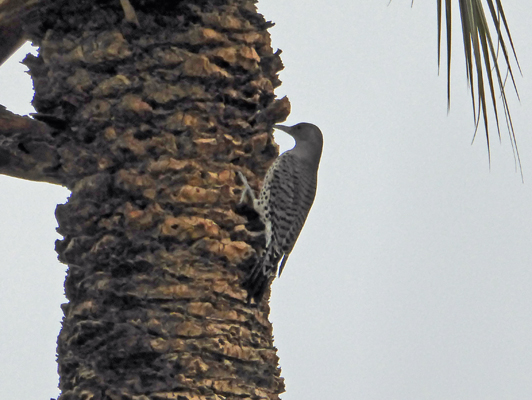 Woodpecker Lake Cahuilla