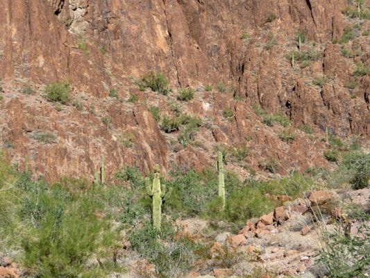 Saguaros in Palm Canyon Kofa NWR