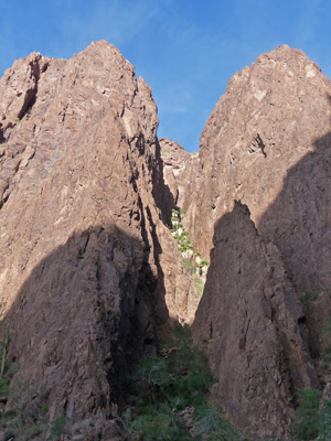 Palm Canyon Kofa NWR