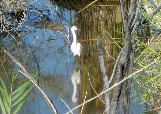 Egret Mittry Lake NWR