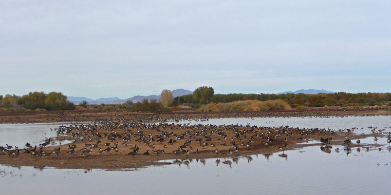 Canada geese Cibola NWR loafing pond