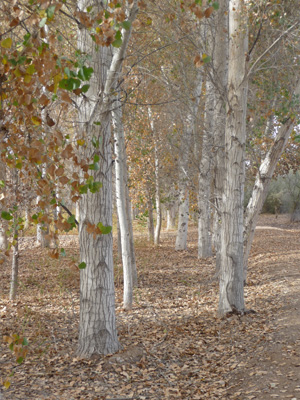 Fremont Cottonwoods Cibola NWR