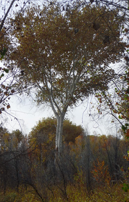 Fremont Cottonwood Cibola NWR