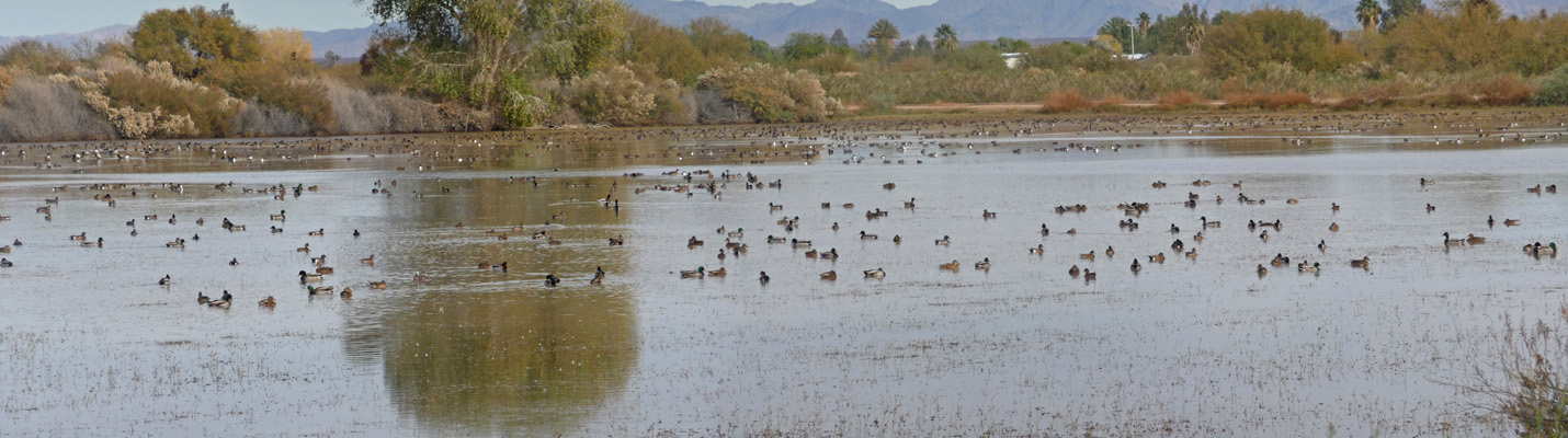 Mallards and Canada Geese Cibola NWR