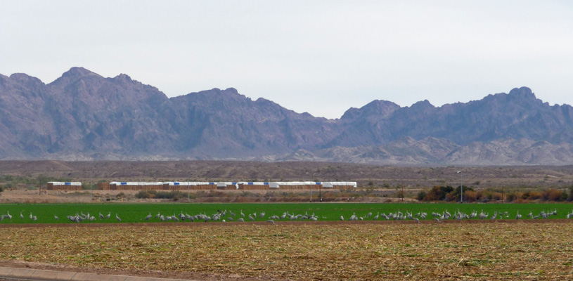 Sandhill Cranes Cibola NWR