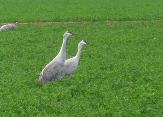 Sandhill Cranes Cibola NWR