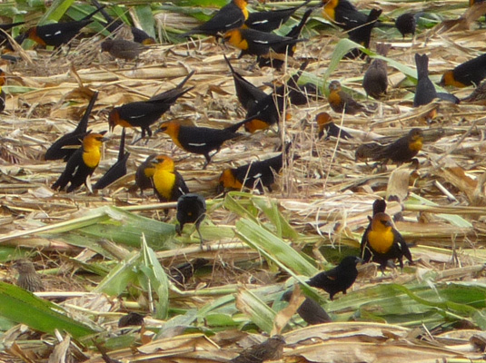 Yellow-headed blackbirds Cibola NWR