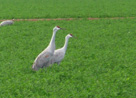 Sandhill Cranes Cibola AZ