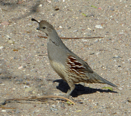 Gambel’s Quail