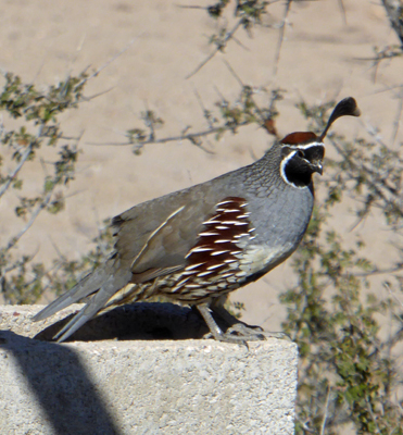 Gambel’s Quail