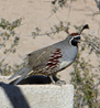 Gambel's Quail
