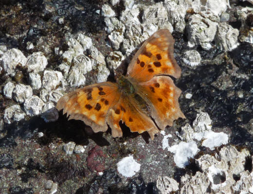 Butterfly Salt Creek Campground WA