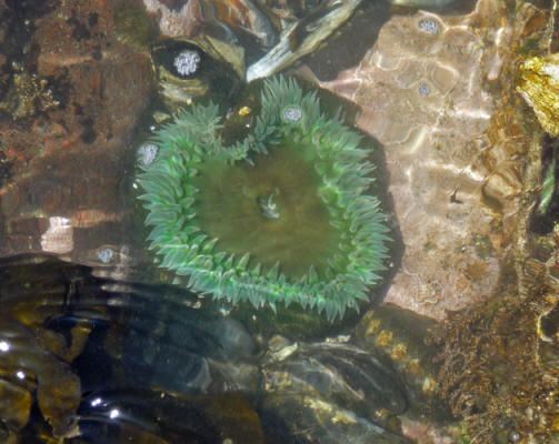 Sea anemone in tide pool Salt Creek Campground