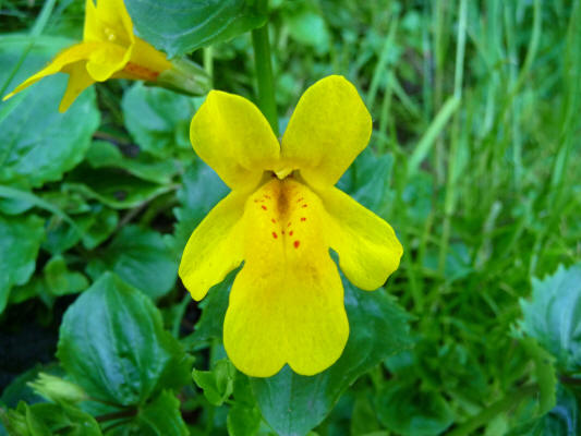 Mimulus guttus Salt Creek Campground