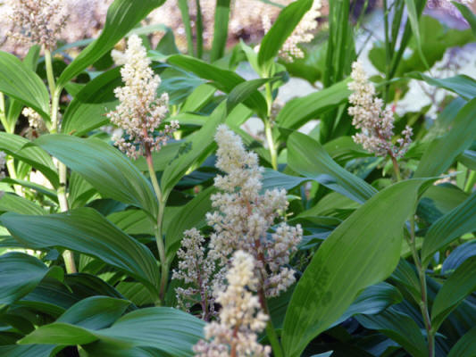 False Solomon's Seal Salt Creek WA