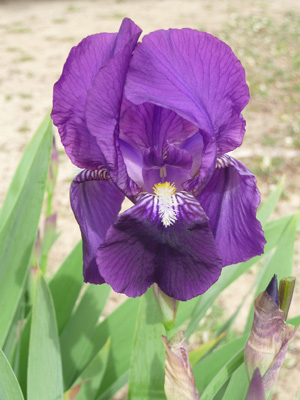 Iris Sierra Trails RV Park Mojave CA