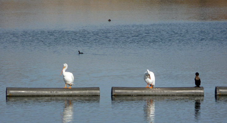 Pelicans and cormorant Lake Poway