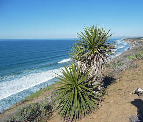 Yuccas at Torrey Pines State Park