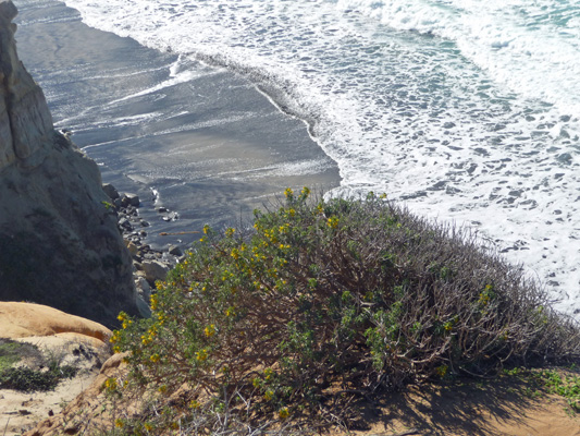 Bladderpod in bloom at Torrey Pines SP