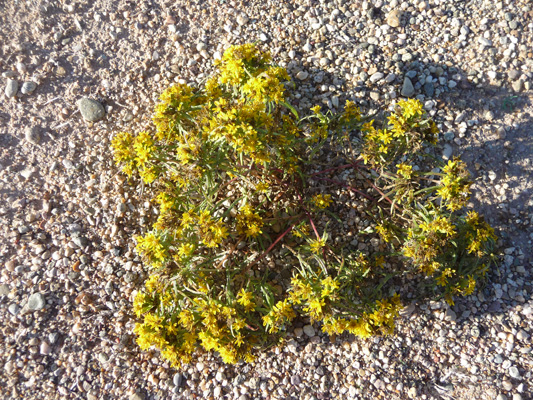 yellow wildflower Holtville CA