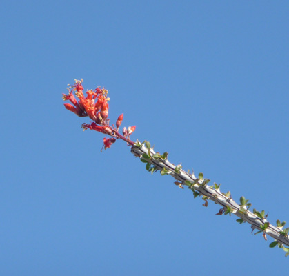 Ocotillo flower Agua Caliente County Park