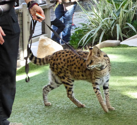 Serval San Diego Safari Park