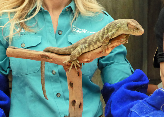 Prehensile tailed skink