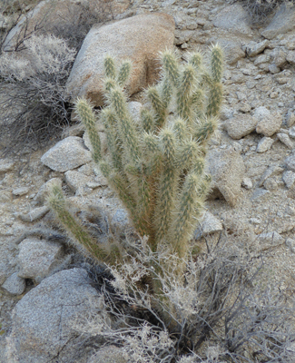 cholla