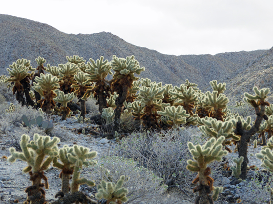 Teddy Bear Cholla