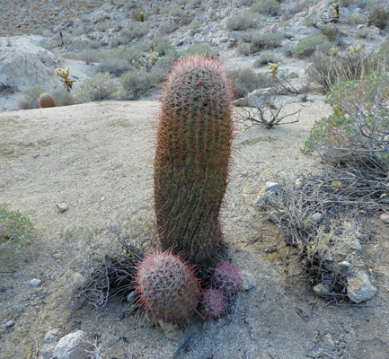 Barrel Cactus