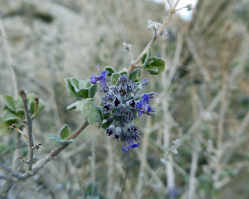 Purple flowering shrub Agua Caliente SP