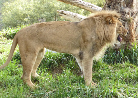 Young male lion with stink face